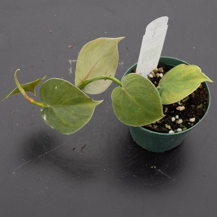 Gabriella Plants Philodendron 3" Philodendron werneri