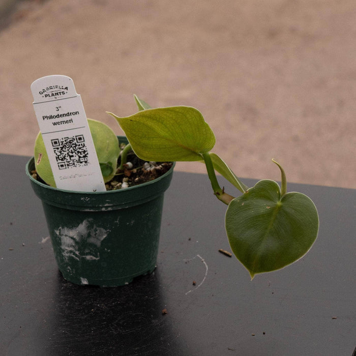 Gabriella Plants Philodendron 3" Philodendron werneri