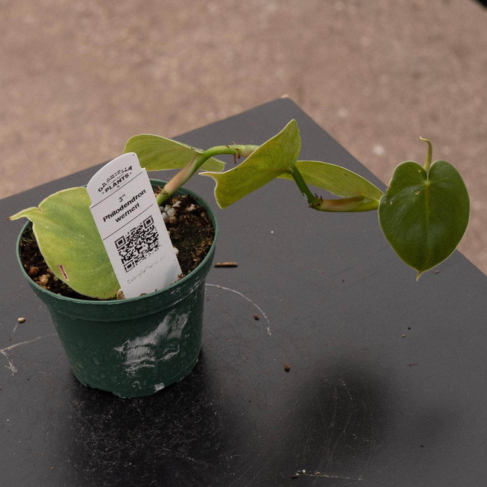 Gabriella Plants Philodendron 3" Philodendron werneri