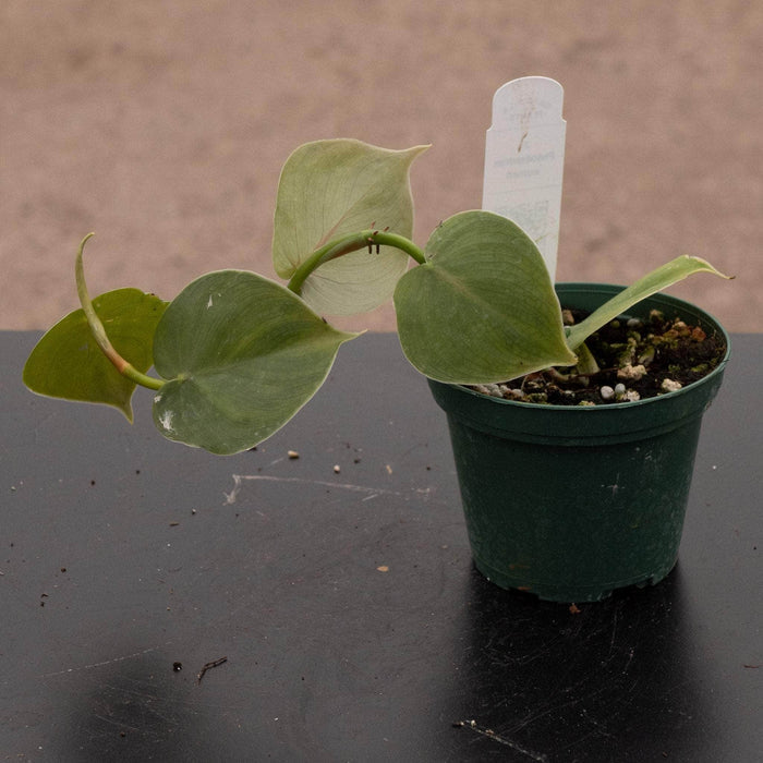 Gabriella Plants Philodendron 3" Philodendron werneri