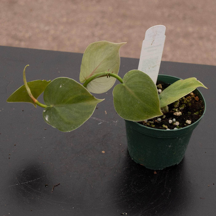Gabriella Plants Philodendron 3" Philodendron werneri