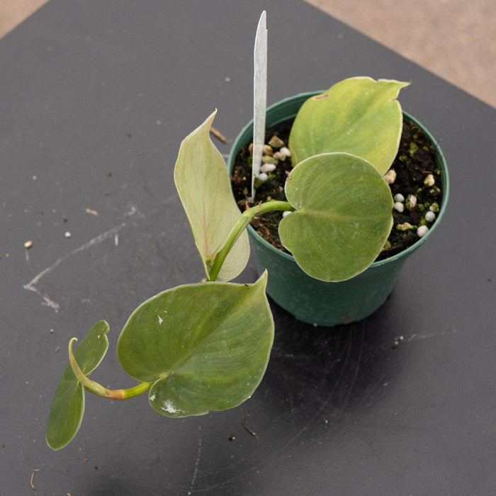 Gabriella Plants Philodendron 3" Philodendron werneri