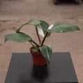 Gabriella Plants Philodendron 4" Philodendron 'White Knight'