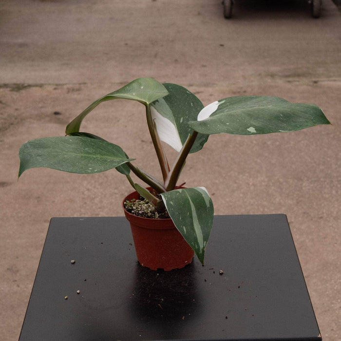 Gabriella Plants Philodendron 4" Philodendron 'White Knight'