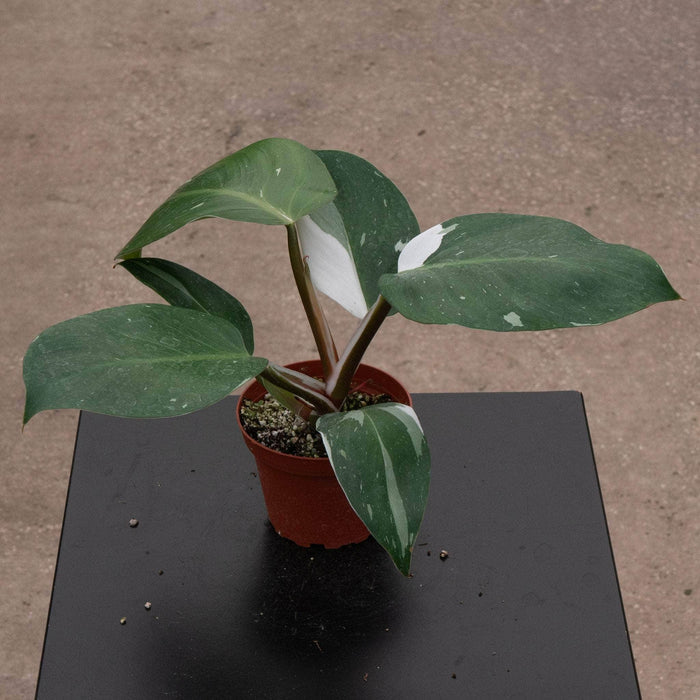 Gabriella Plants Philodendron 4" Philodendron 'White Knight'