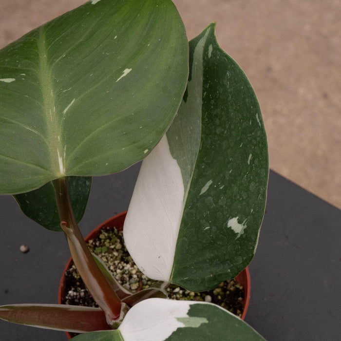 Gabriella Plants Philodendron 4" Philodendron 'White Knight'
