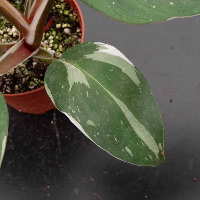 Gabriella Plants Philodendron 4" Philodendron 'White Knight'