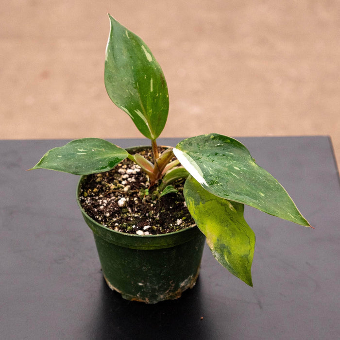 Gabriella Plants Philodendron 4" Philodendron 'White Knight'