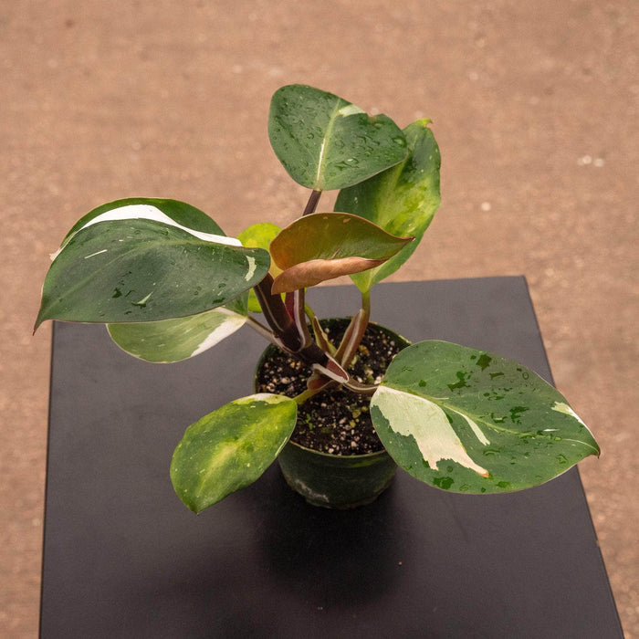 Gabriella Plants Philodendron 4" Philodendron 'White Knight'