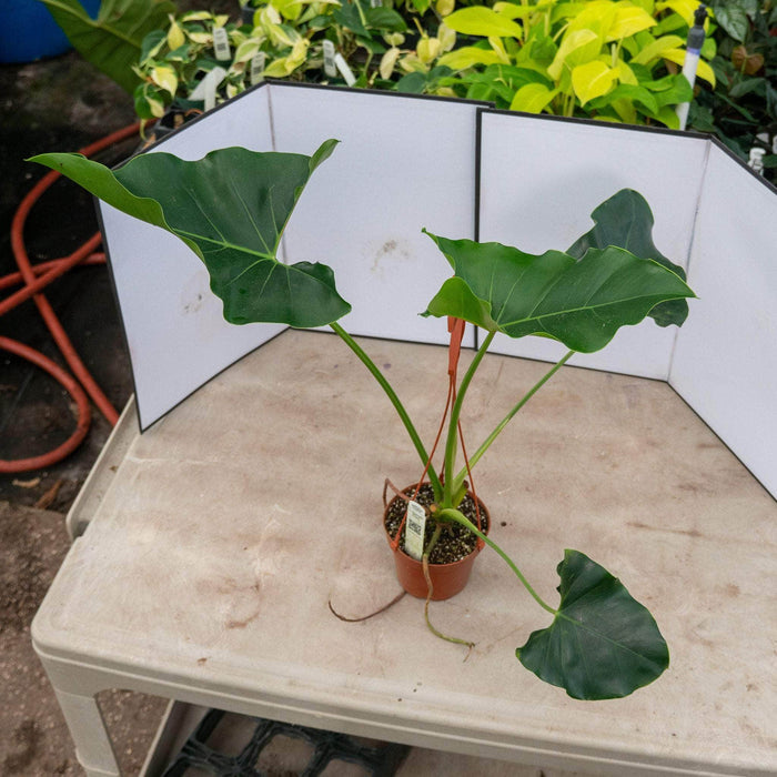 Gabriella Plants Philodendron 5" Hanging Basket Philodendron williamsii Seedling Hanging Basket