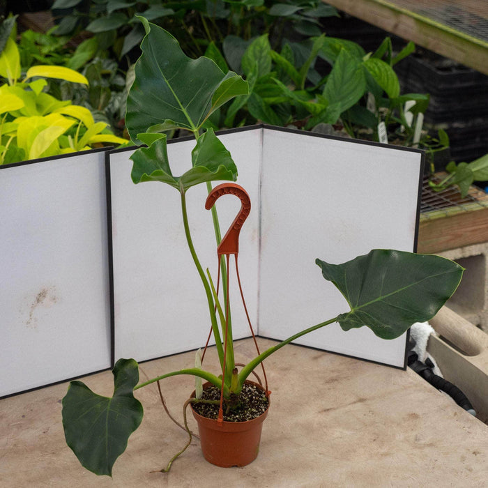 Gabriella Plants Philodendron 5" Hanging Basket Philodendron williamsii Seedling Hanging Basket