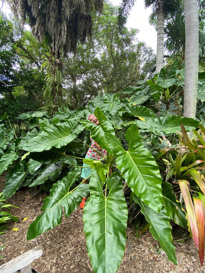 Gabriella Plants Philodendron 5" Philodendron williamsii Seedling