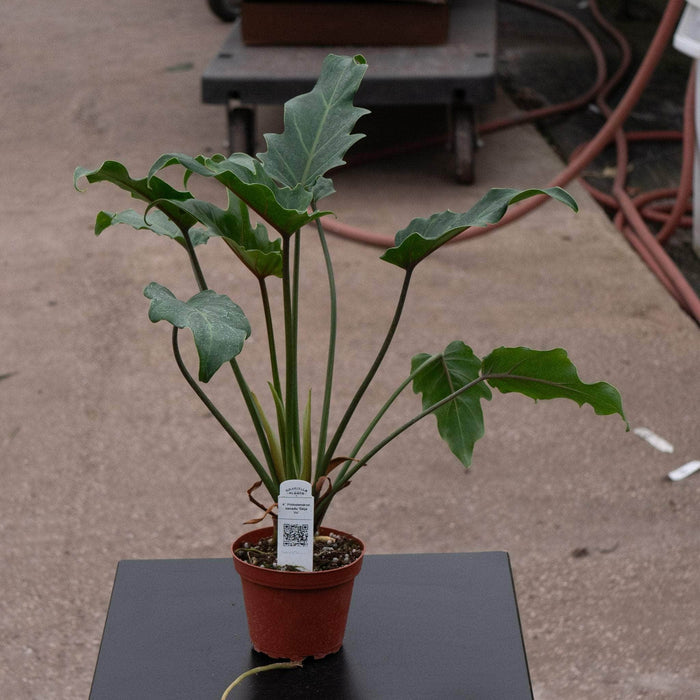 Gabriella Plants Philodendron 4" Philodendron xanadu 'Deja Vu'