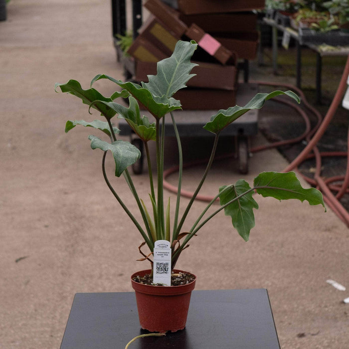 Gabriella Plants Philodendron Philodendron xanadu 'Deja Vu'