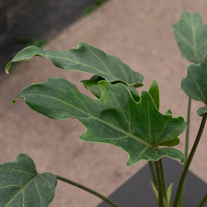 Gabriella Plants Philodendron Philodendron xanadu 'Deja Vu'