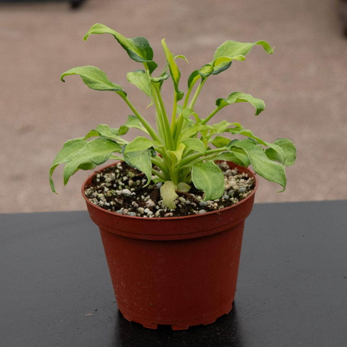 Gabriella Plants Philodendron 4" Philodendron xanadu variegated
