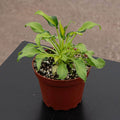 Gabriella Plants Philodendron 4" Philodendron xanadu variegated