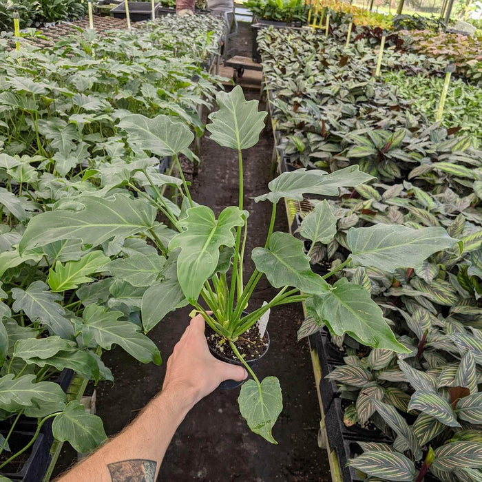 Gabriella Plants Philodendron 4" Philodendron Xanadu