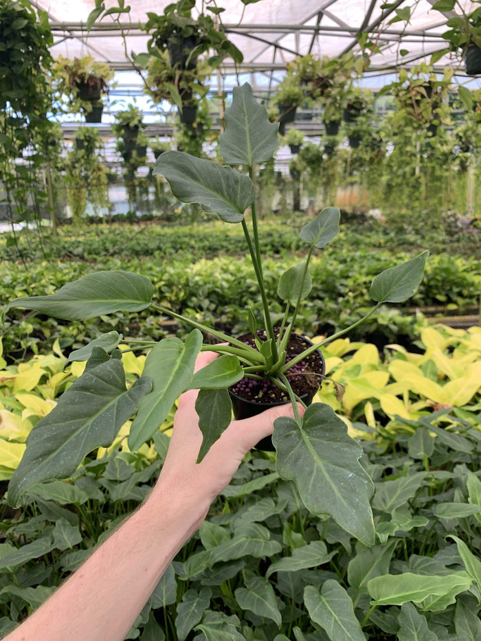 Gabriella Plants Philodendron 4" Philodendron Xanadu