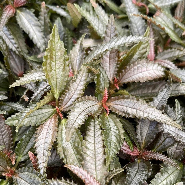 Gabriella Plants Other 3" Pilea 'Dark Mystery'
