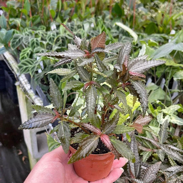 Gabriella Plants Other 3" Pilea 'Dark Mystery'