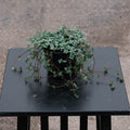 Gabriella Plants Succulent 4" Pilea glauca 'Aquamarine'