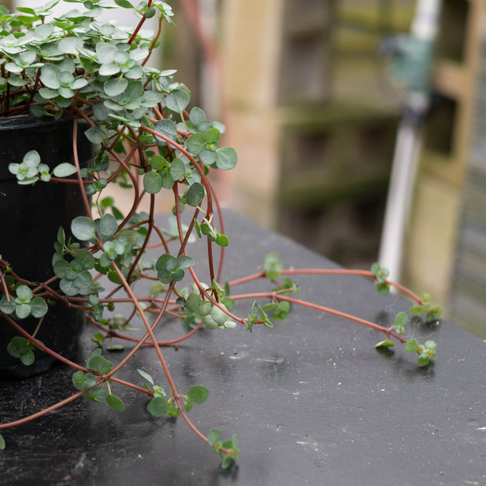Gabriella Plants Succulent 4" Pilea glauca 'Aquamarine'
