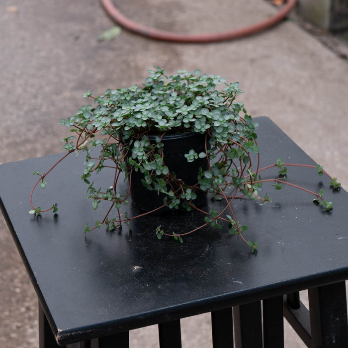 Gabriella Plants Succulent 4" Pilea glauca 'Aquamarine'