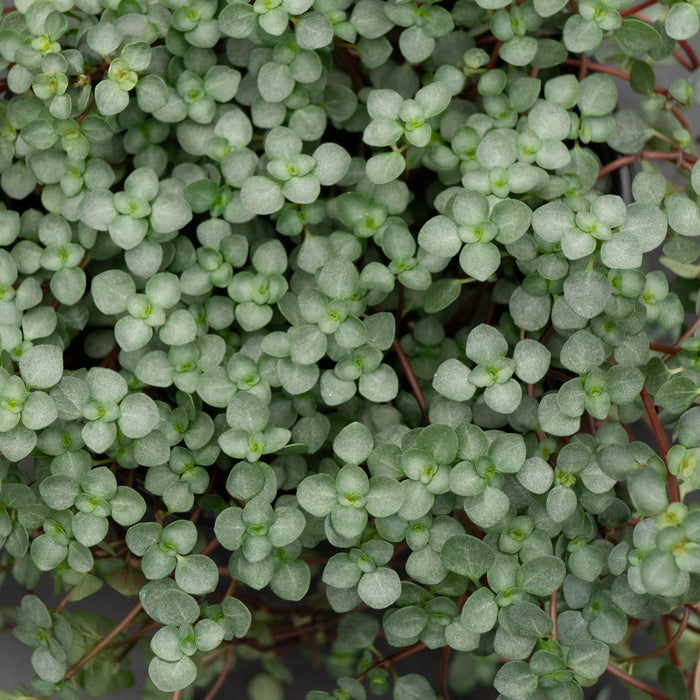 Gabriella Plants Succulent 4" Pilea glauca 'Aquamarine'