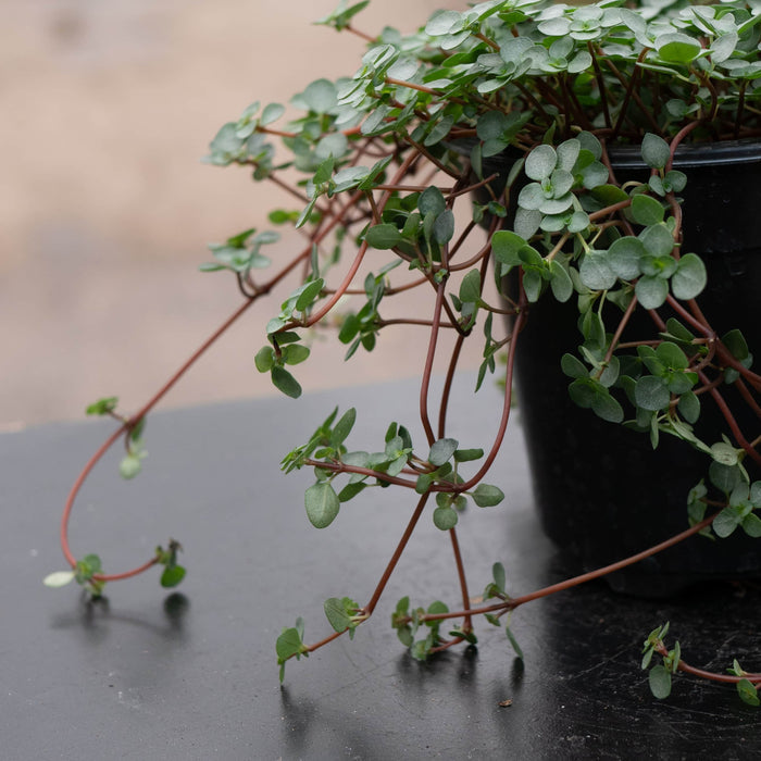 Gabriella Plants Succulent 4" Pilea glauca 'Aquamarine'