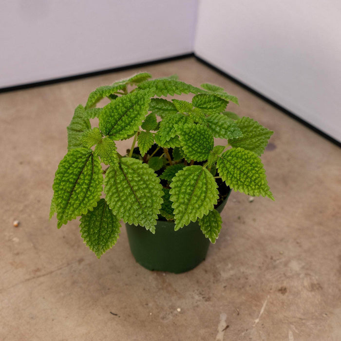 Gabriella Plants Peperomia 3" Pilea mollis 'Moon Valley'