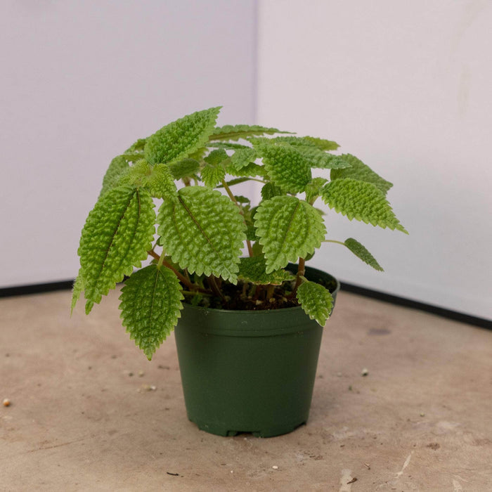 Gabriella Plants Peperomia 3" Pilea mollis 'Moon Valley'