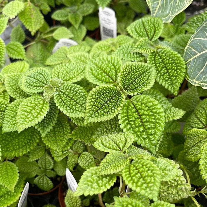 Gabriella Plants Peperomia 3" Pilea mollis 'Moon Valley'