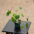 Gabriella Plants Other 4 Pilea peperomioides