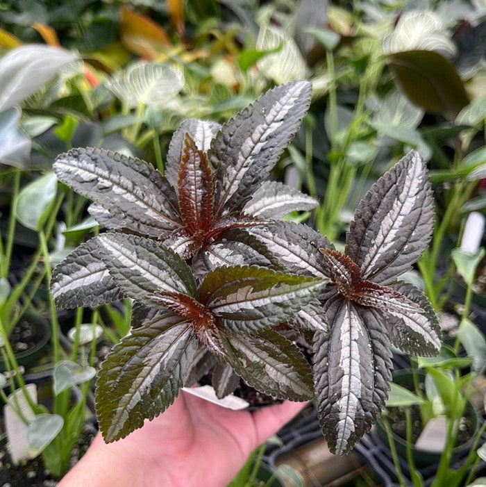 Gabriella Plants Other 3" Pilea 'Silver Tree'