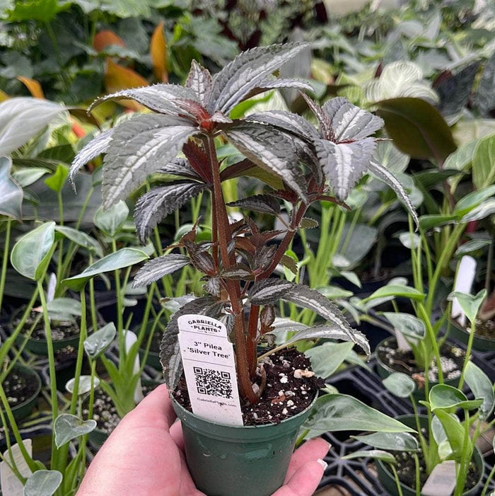 Gabriella Plants Other 3" Pilea 'Silver Tree'