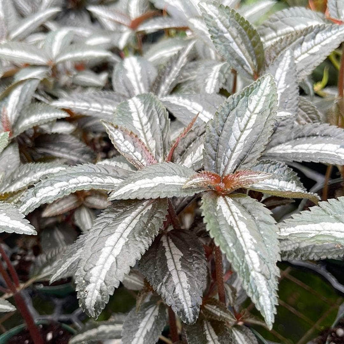 Gabriella Plants Other 3" Pilea 'Silver Tree'