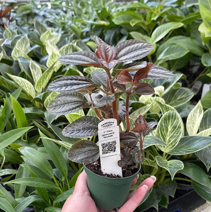 Gabriella Plants Peperomia 3" Pilea spruceana 'Norfolk'