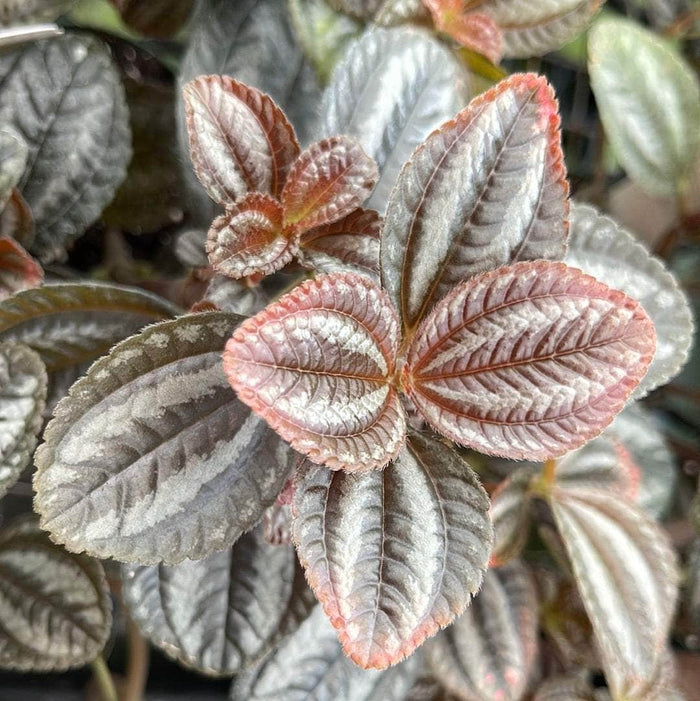 Gabriella Plants Peperomia 3" Pilea spruceana 'Norfolk'