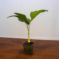 Gabriella Plants Palms 4" Pinanga sp. 'Thai Mottled' Palm
