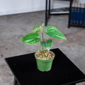Gabriella Plants Edible 4" Piper nigrum "Black Pepper"