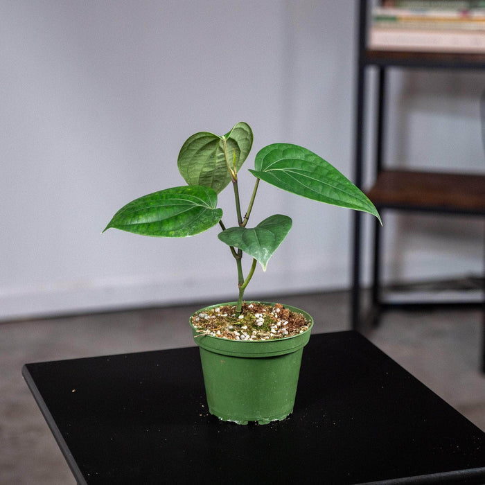 Gabriella Plants Edible 4" Piper nigrum "Black Pepper"