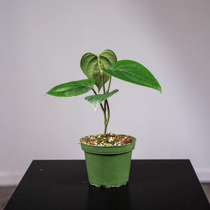 Gabriella Plants Edible 4" Piper nigrum "Black Pepper"