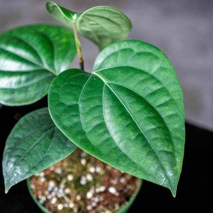 Gabriella Plants Edible 4" Piper nigrum "Black Pepper"
