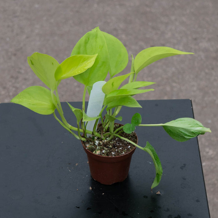 Gabriella Plants Pothos Pothos Epipremnum aureum 'Champs-Élysées'