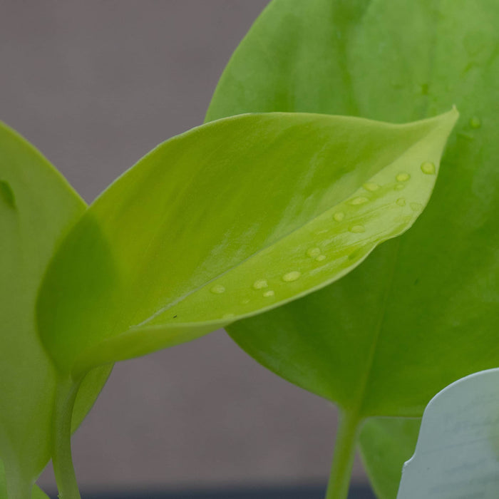 Gabriella Plants Pothos Pothos Epipremnum aureum 'Champs-Élysées'