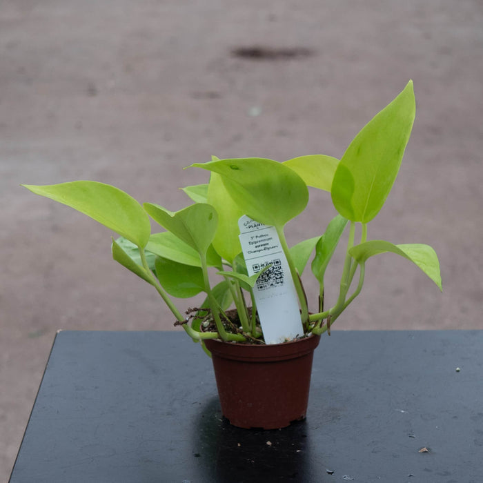 Gabriella Plants Pothos 3" Pothos Epipremnum aureum 'Champs-Élysées'