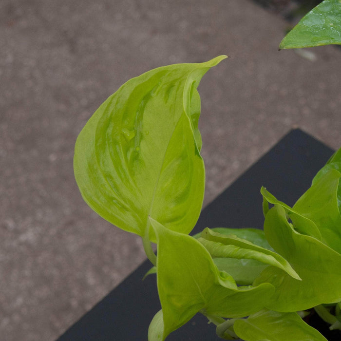 Gabriella Plants Pothos Pothos Epipremnum aureum 'Champs-Élysées'