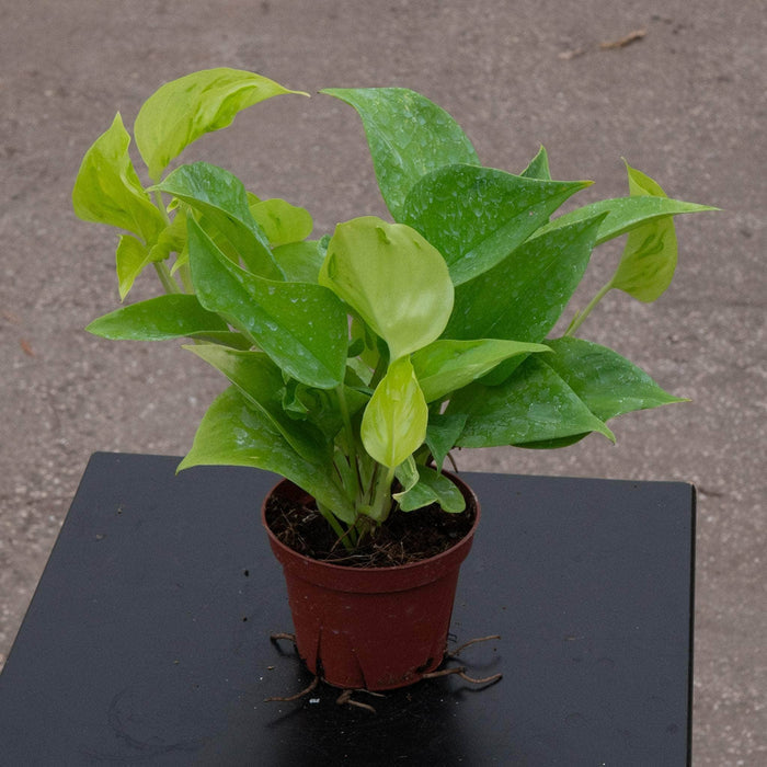 Gabriella Plants Pothos 4" Pothos Epipremnum aureum 'Champs-Élysées'