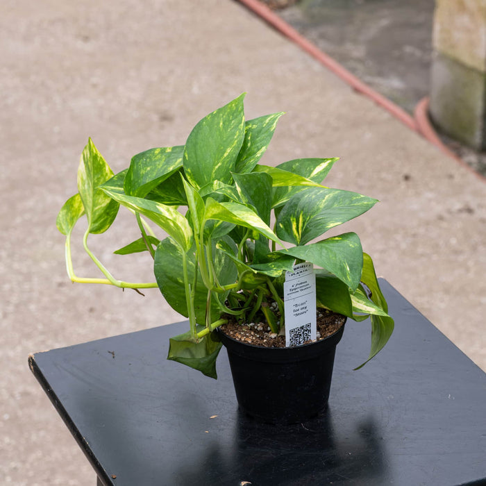 Gabriella Plants Pothos 4" Pothos Epipremnum aureum 'Golden'